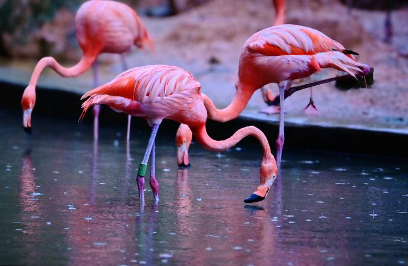 粉红火烈鸟的优雅姿态图片