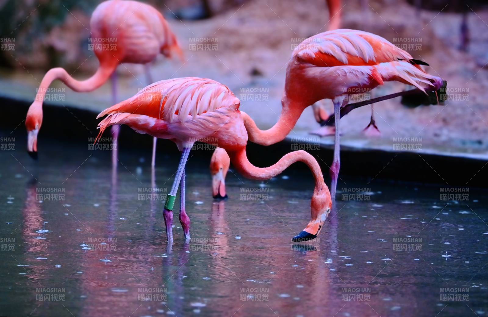 粉红火烈鸟的优雅姿态图片