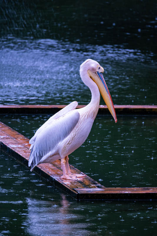 雨中鹈鹕静立水边图片