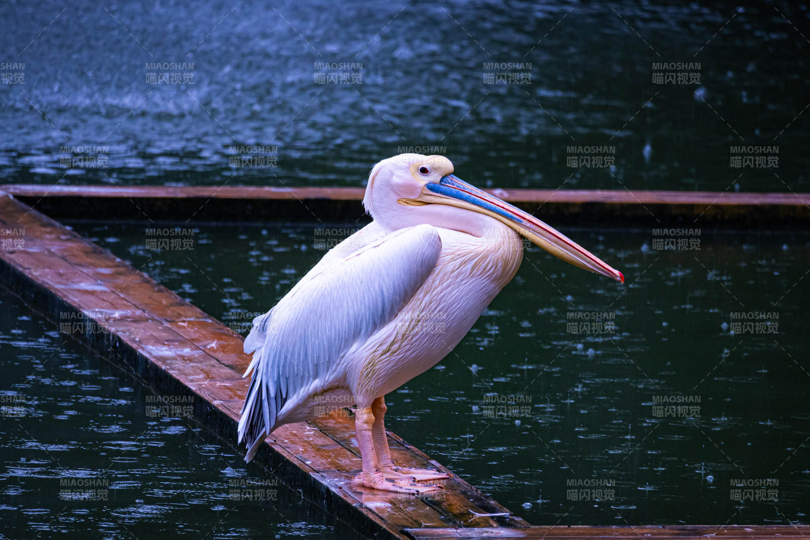 湖畔白鹈鹕静立图片