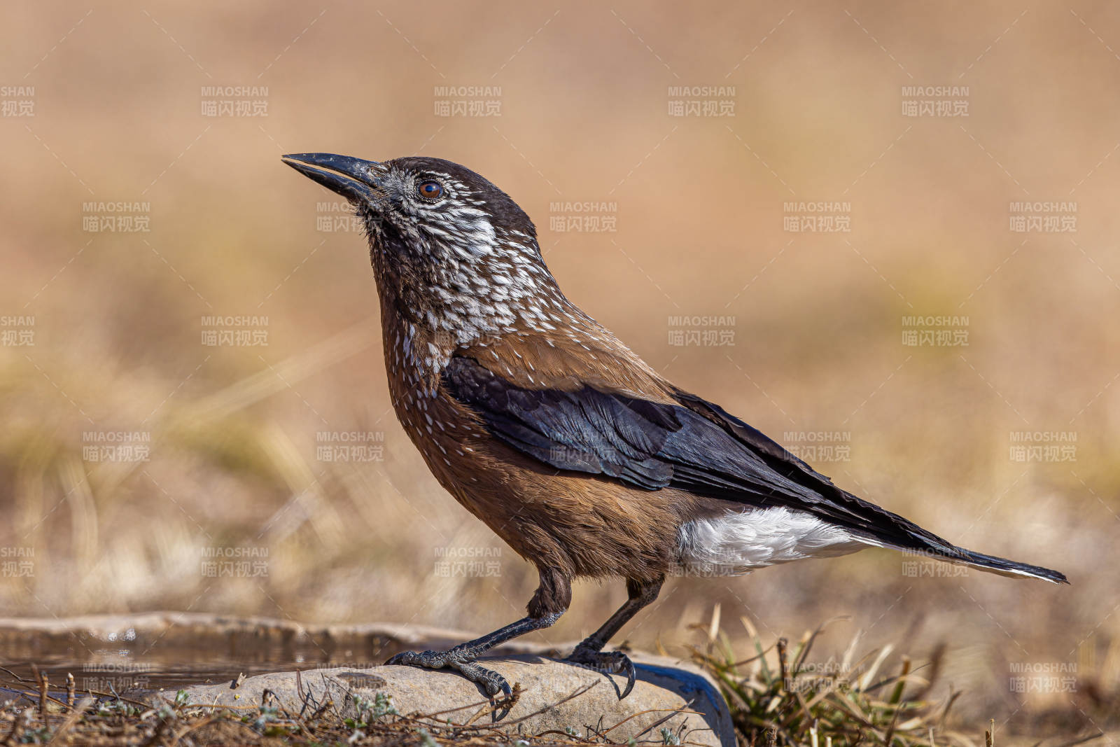 斑点鸟栖息于草地旁 星鸦 山西临汾图片