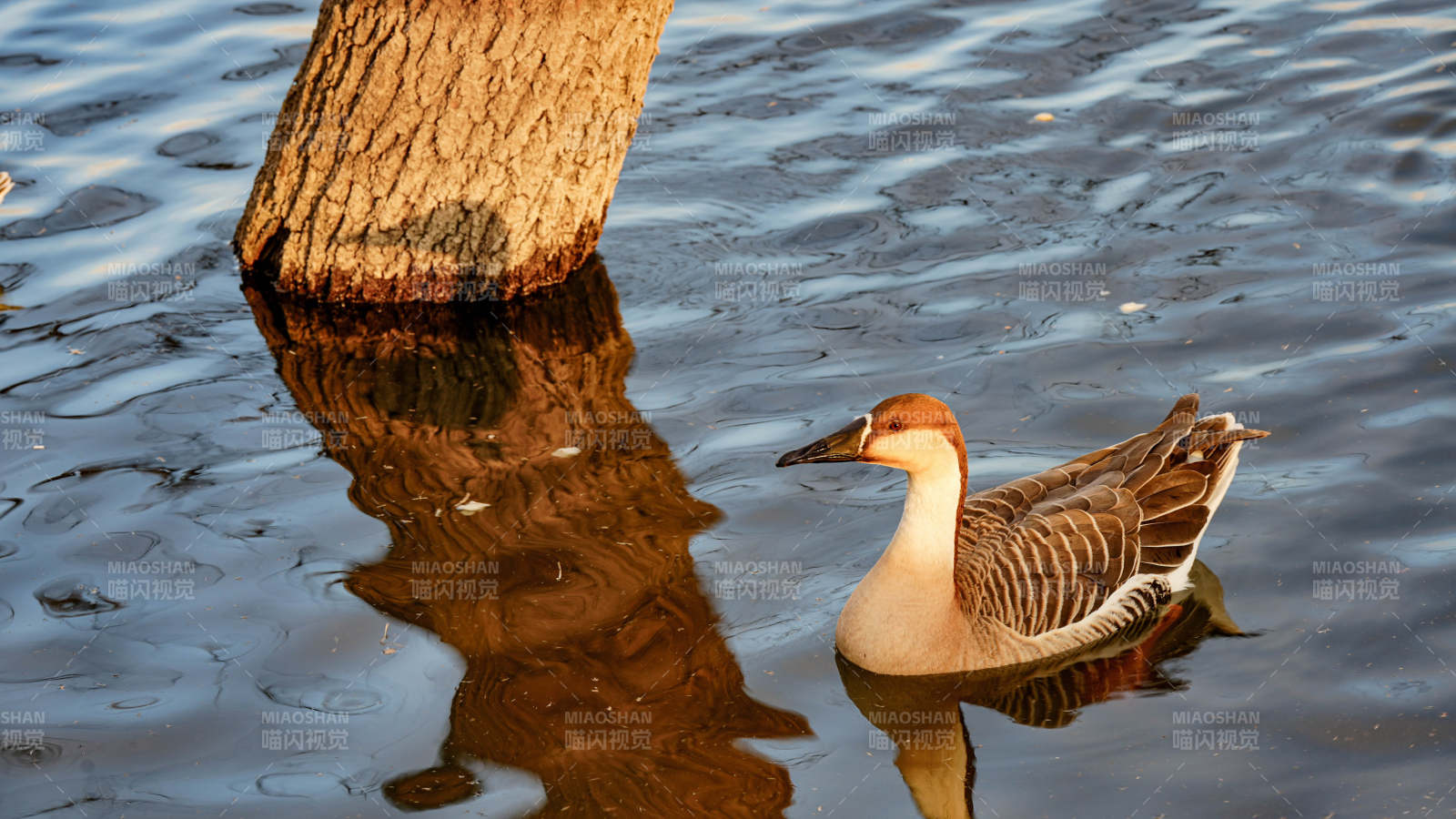 湖畔鸭影映树干图片