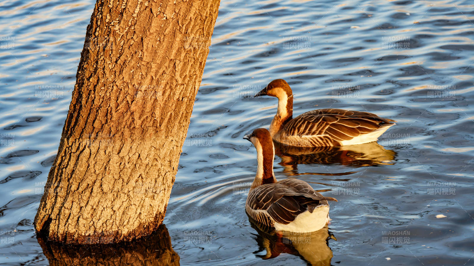 湖畔双鹅映夕阳图片