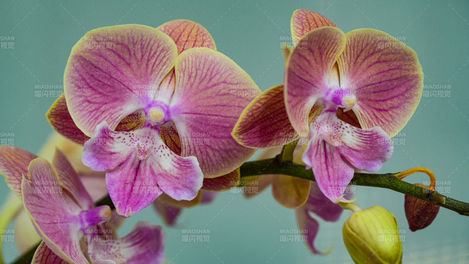 粉色兰花绽放之美图片