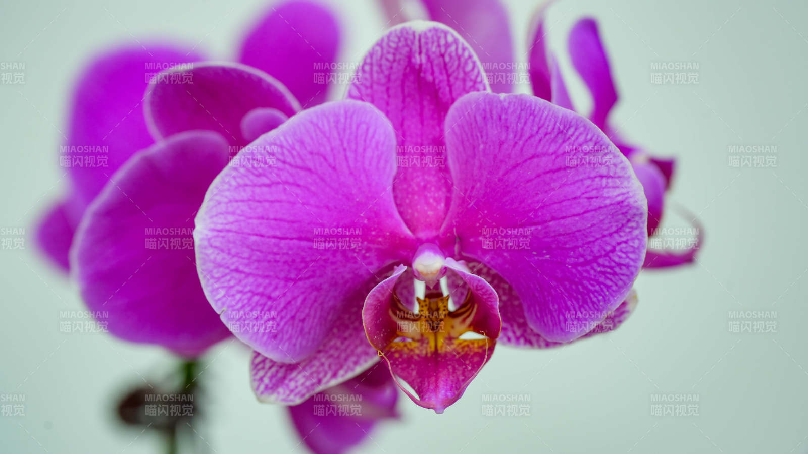 紫色蝴蝶兰的美丽绽放图片