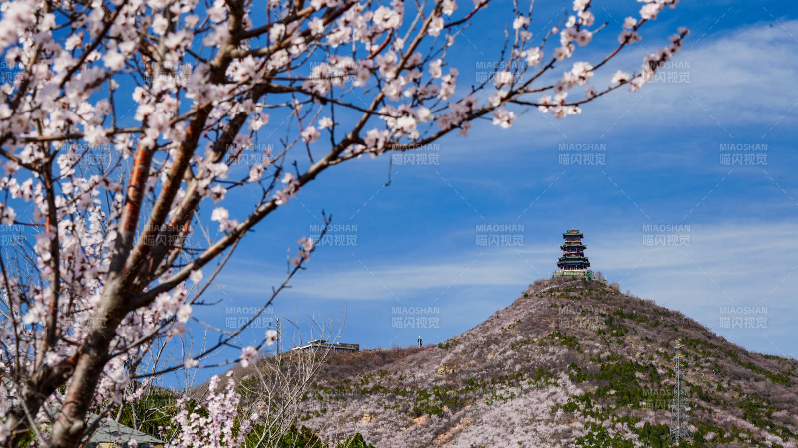 春日山巅塔（北京定都阁）影花枝映蓝天图片
