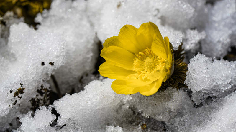 雪中绽放的黄色花朵图片