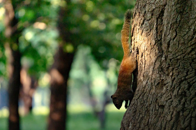 松鼠攀树 阳光斑驳图片