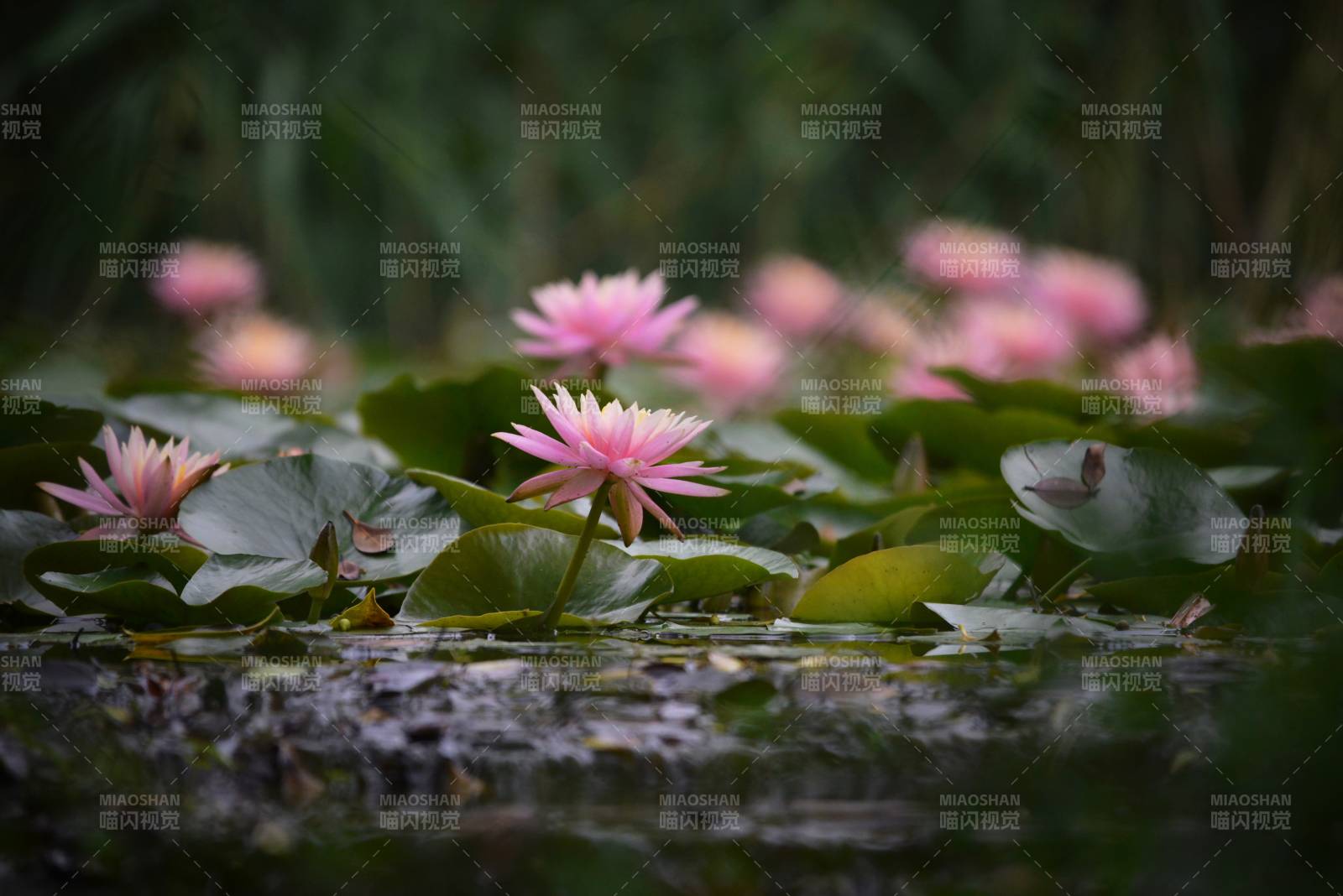 池塘中的粉色睡莲图片