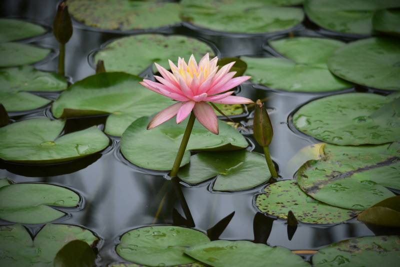 池塘中的粉色莲花图片