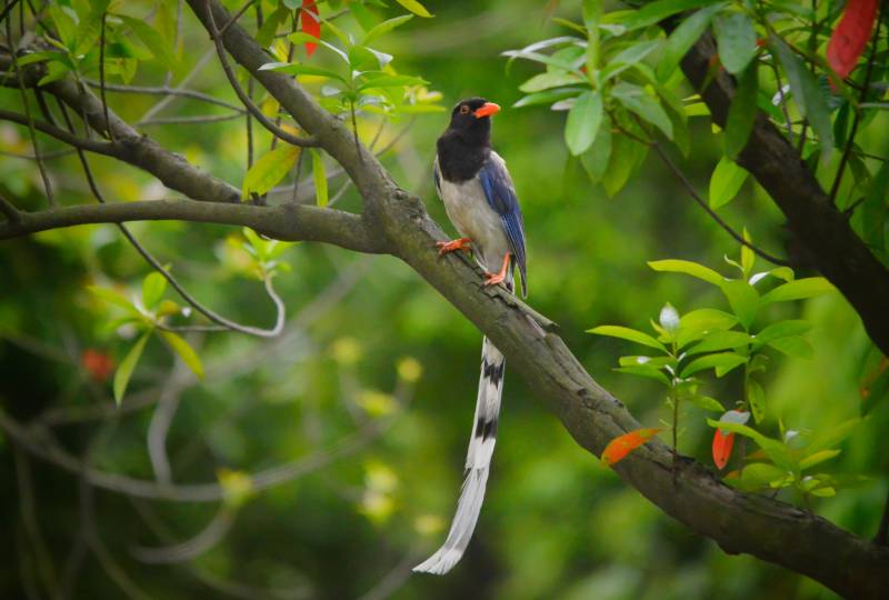 蓝鹊栖枝绿叶间图片