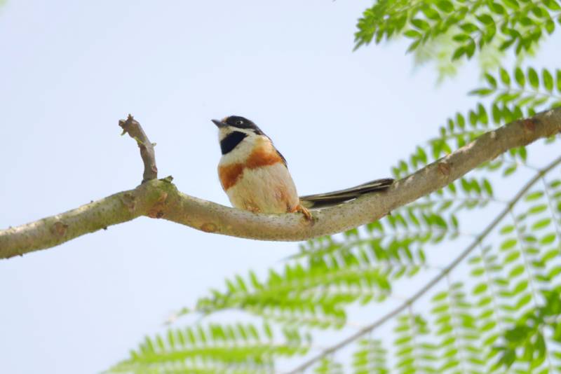 红头长尾山雀静栖图图片