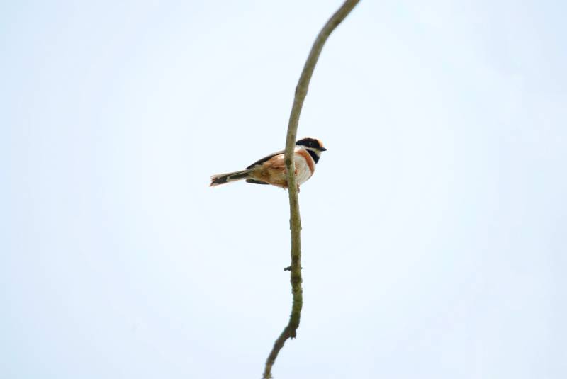红头长尾山雀静栖息图片
