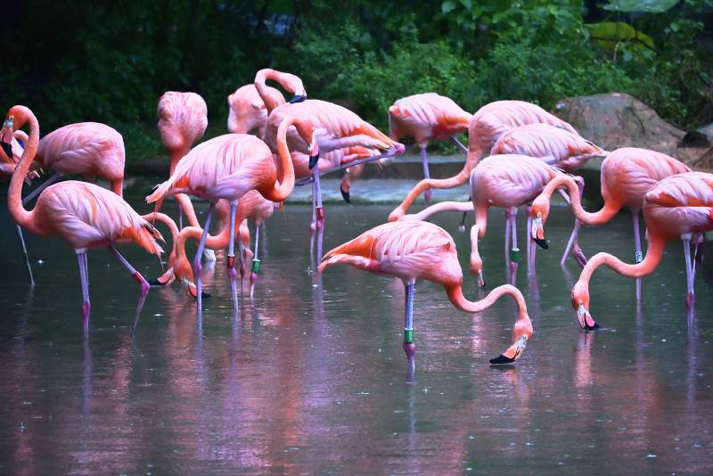 粉红火烈鸟在水中觅食图片