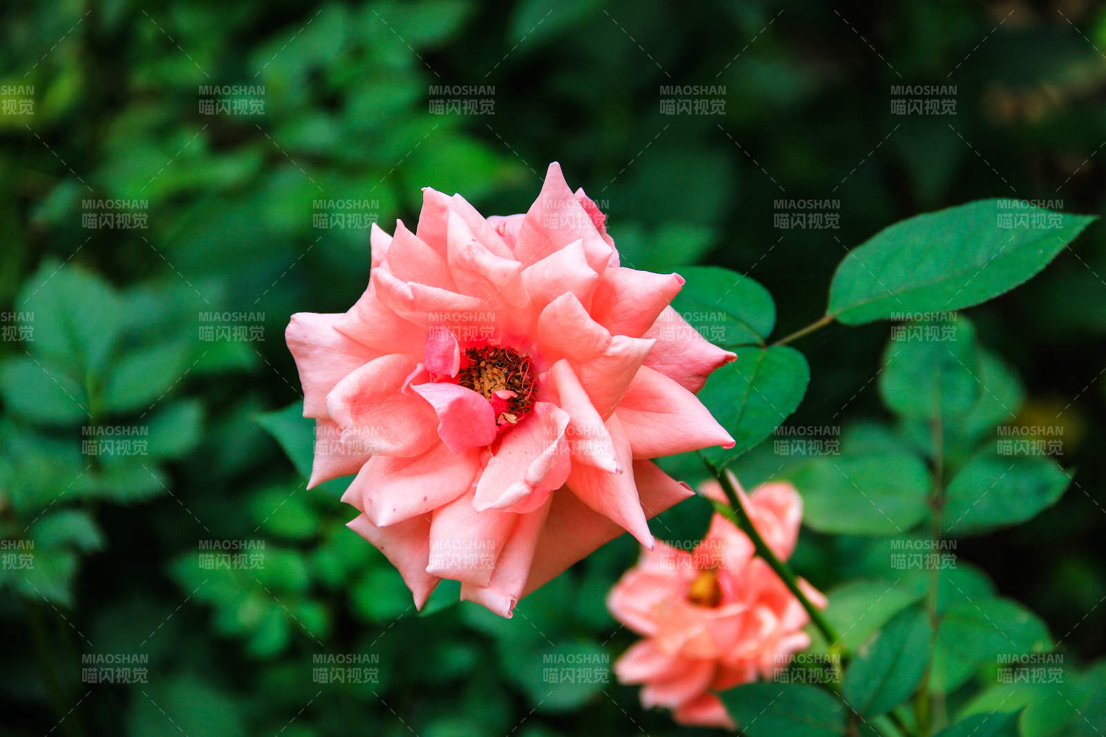 粉色玫瑰绽放于绿叶间图片