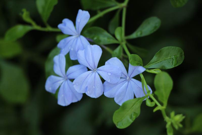 蓝花绿叶 清新自然图片