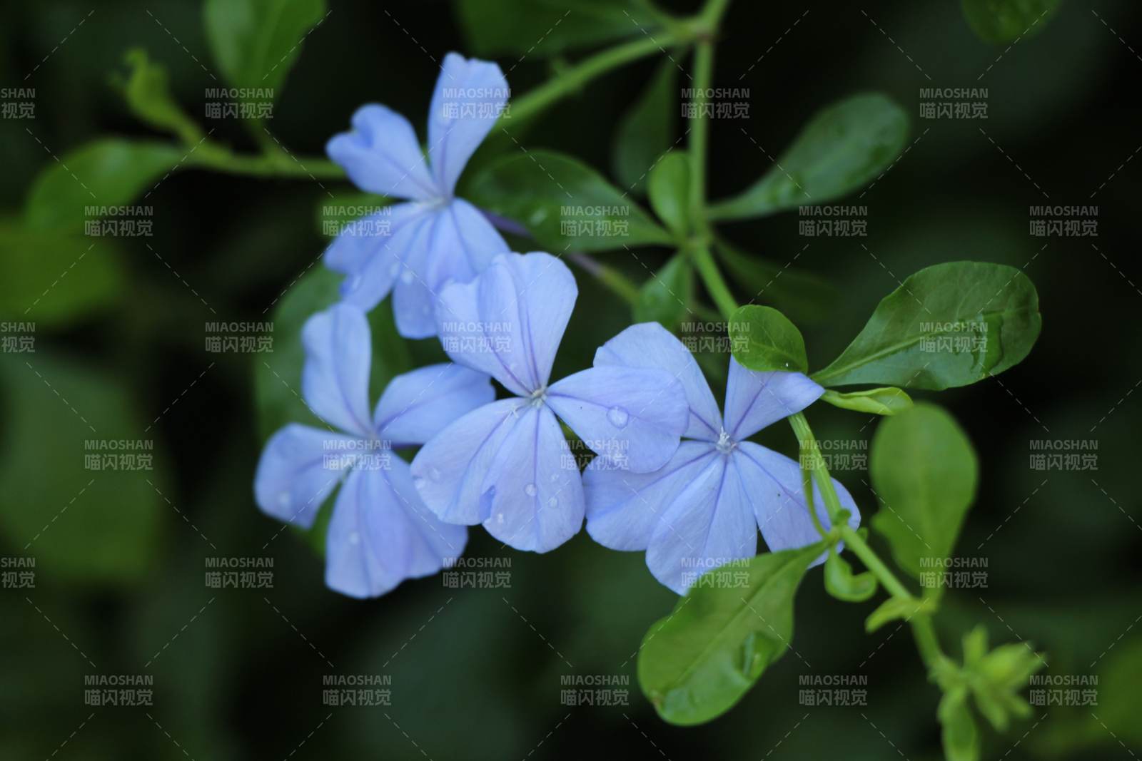 蓝花绿叶 清新自然图片