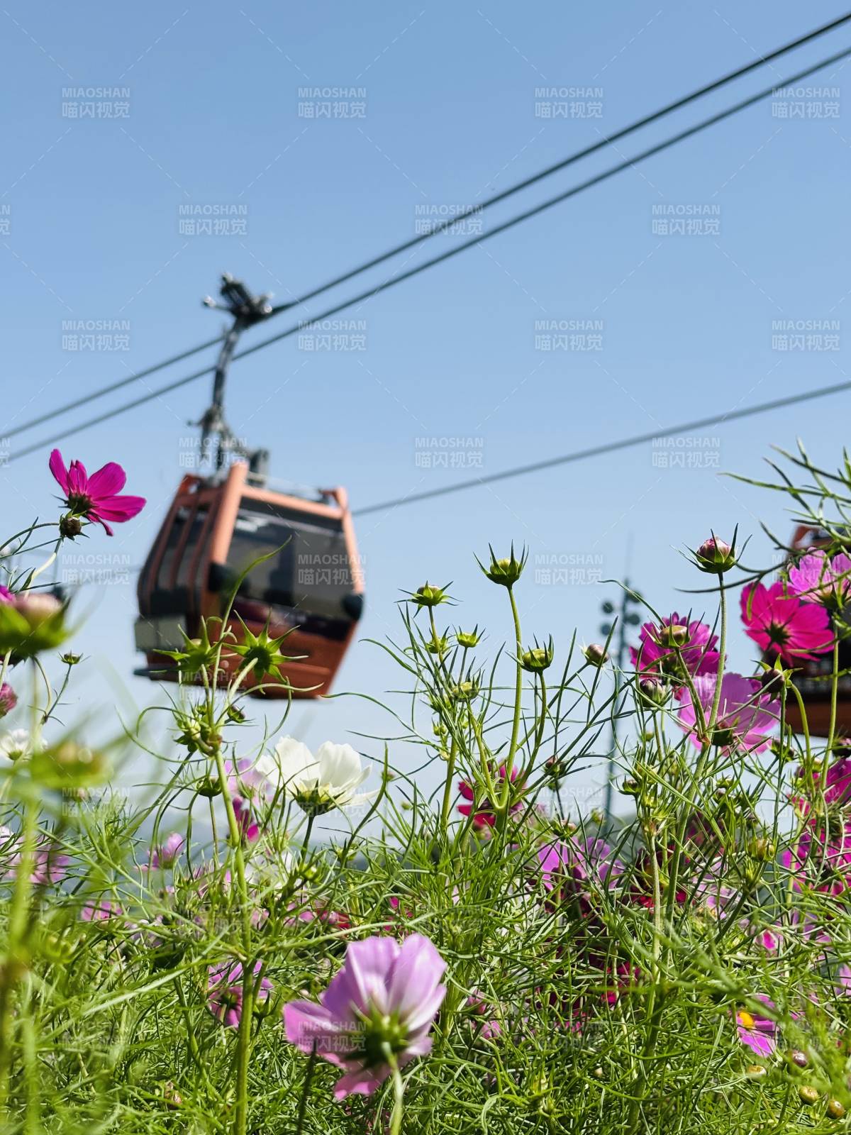 崇礼太舞小镇 花海缆车 蓝天映衬图片
