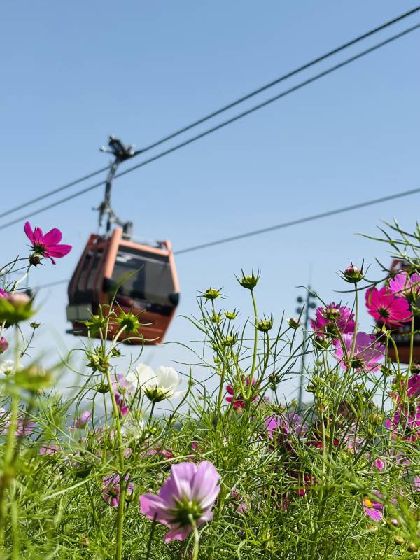 崇礼太舞小镇 花海缆车 蓝天映衬图片