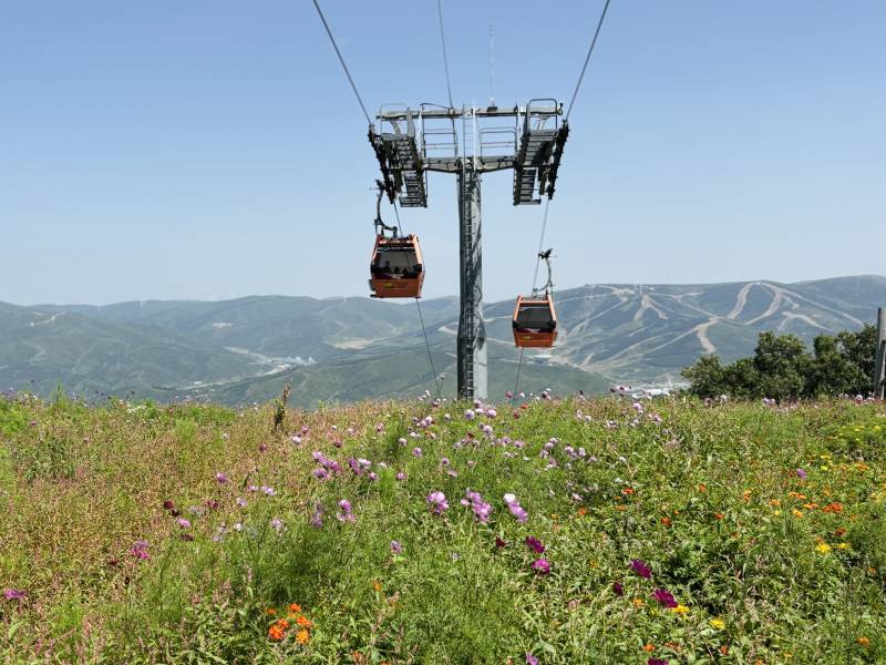 崇礼太舞小镇 山间缆车与野花盛开图片