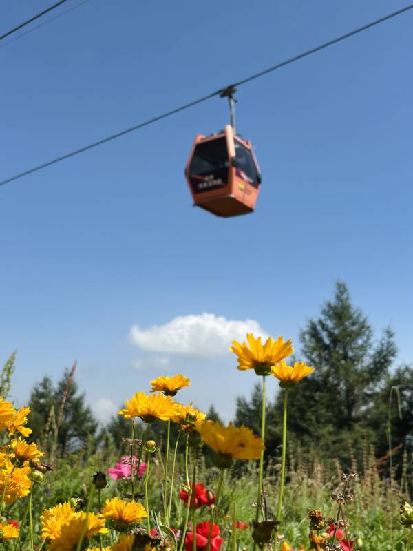 花海缆车 蓝天白云图片