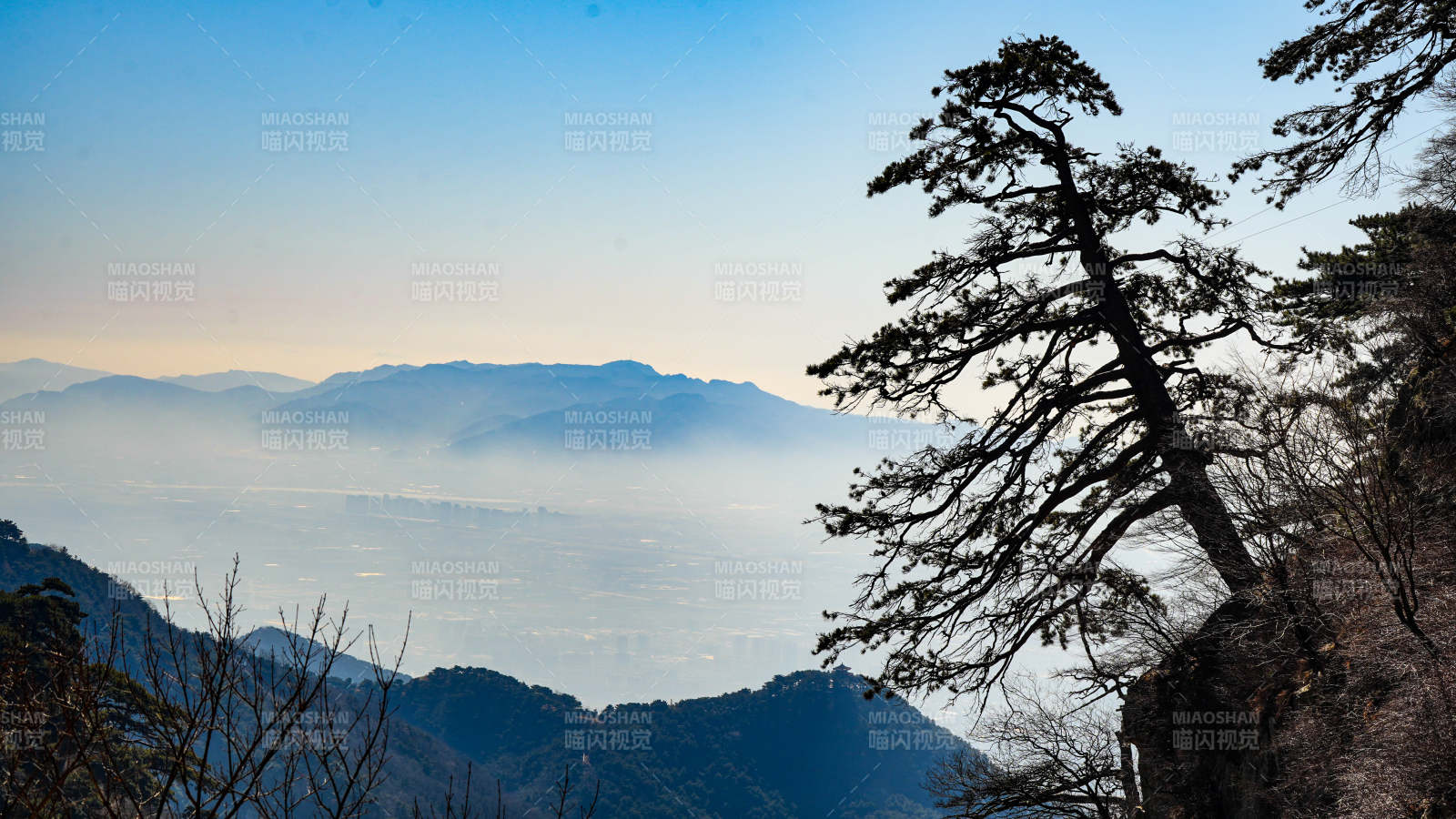 泰山山巅松影 远眺云海图片