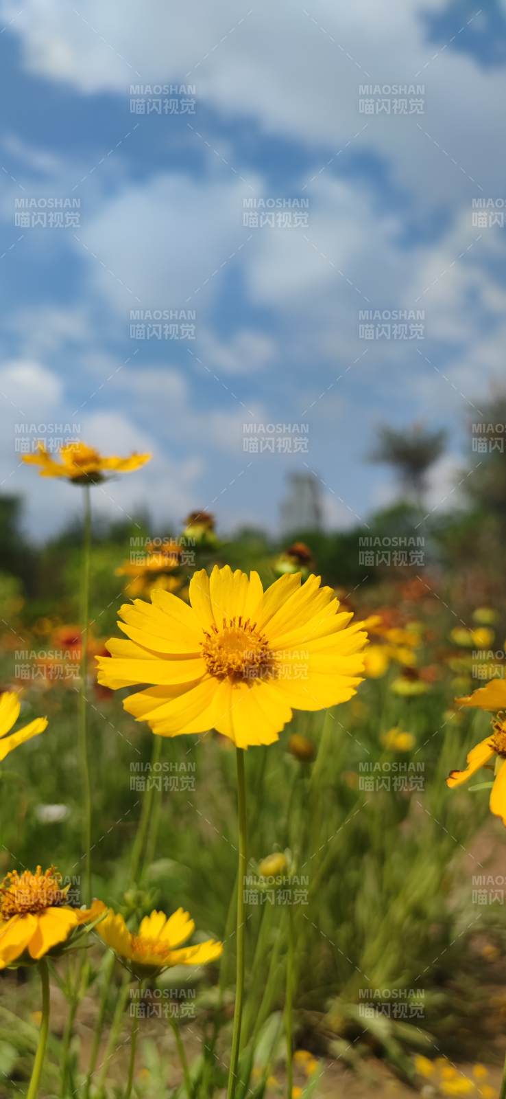 夏日花田 蓝天白云图片