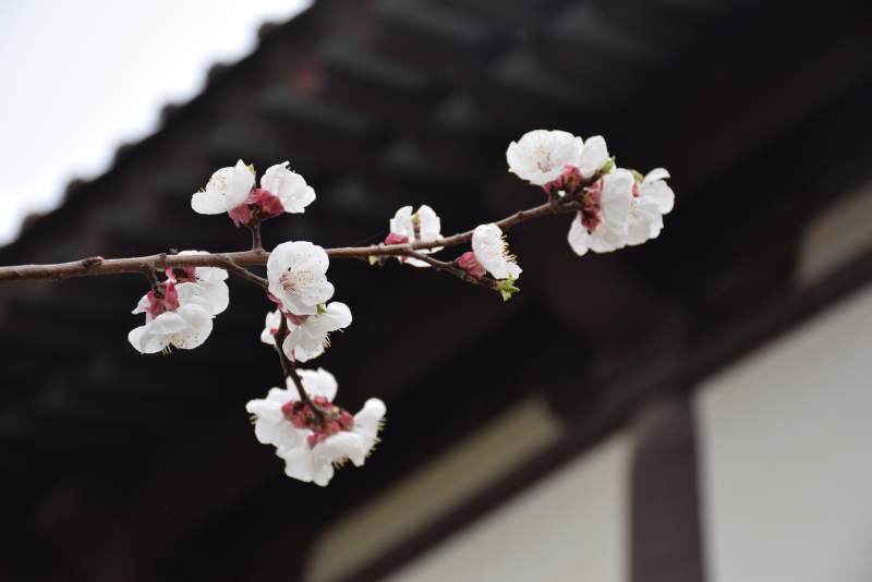 春日枝头绽放的花朵图片