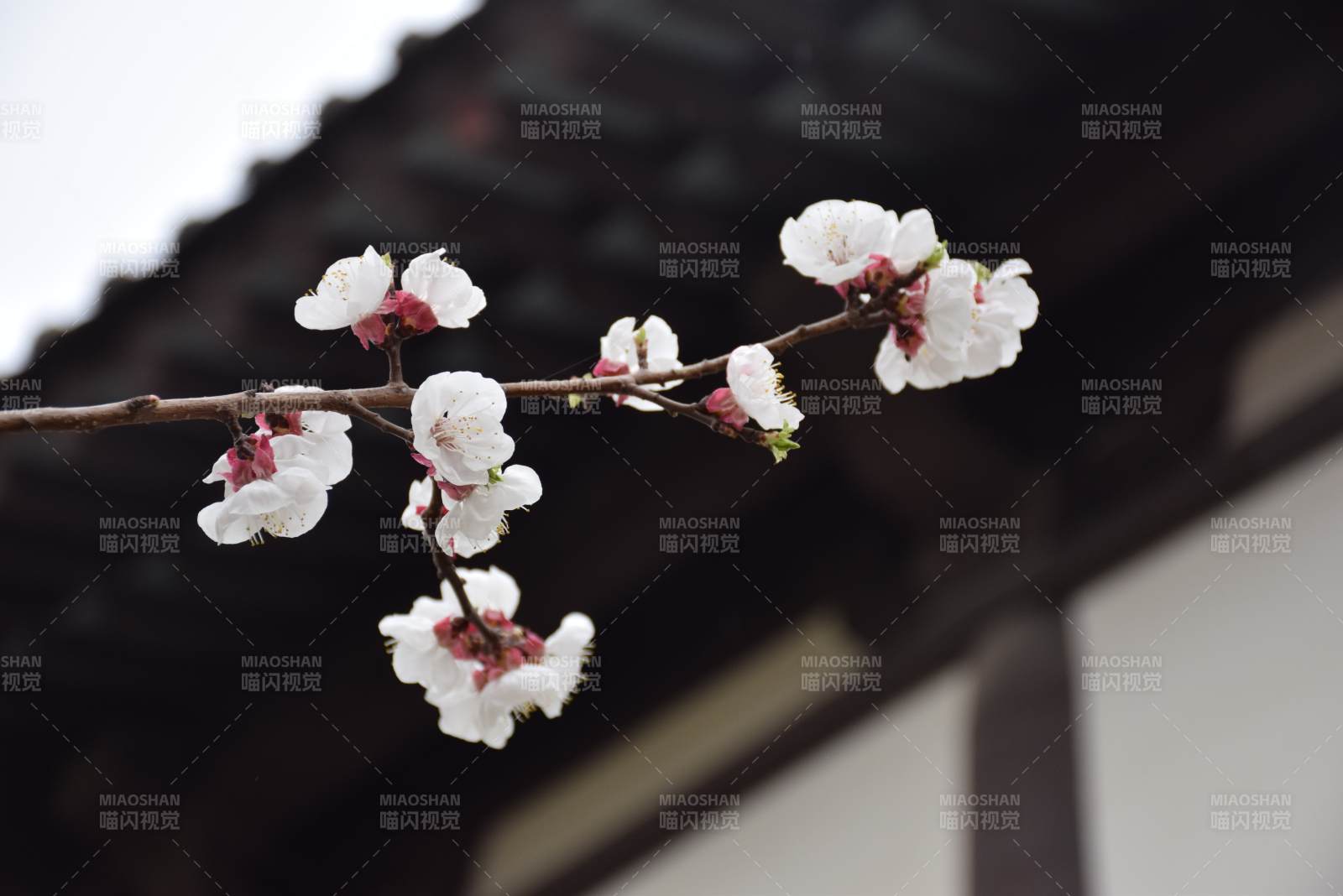 春日枝头绽放的花朵图片