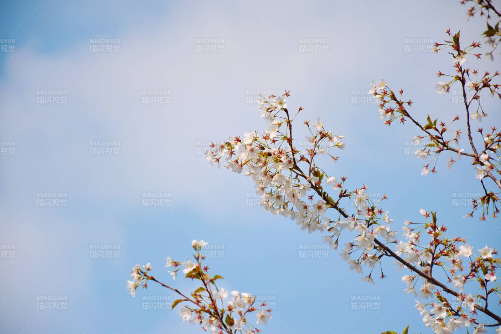 春日樱花绽放蓝天背景图片