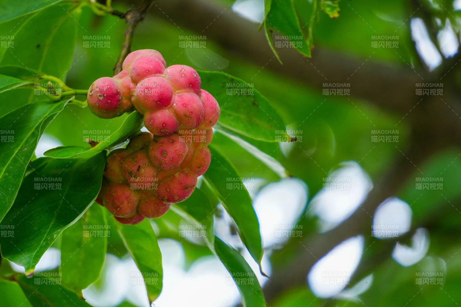 玉兰果特写图片