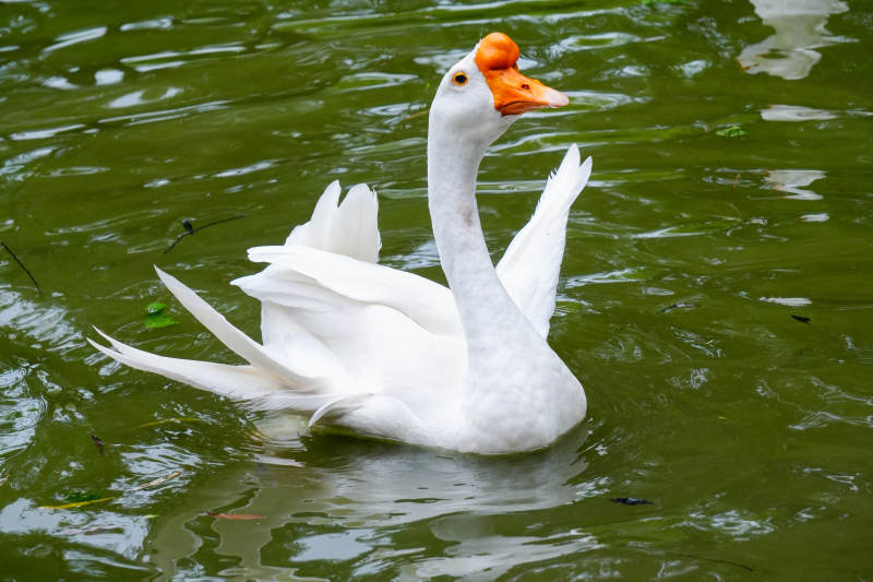 池塘中的白鹅图片