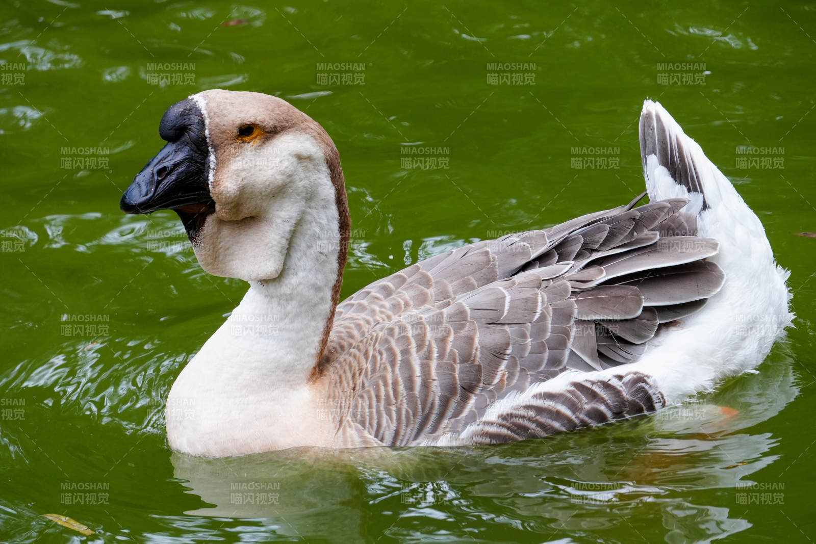 水中悠闲的狮头鹅图片