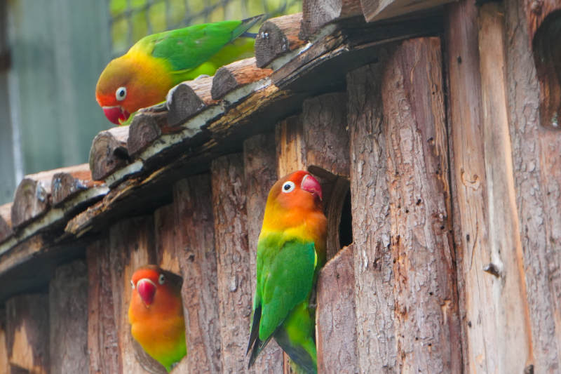 鹦鹉栖息木屋屋顶图片
