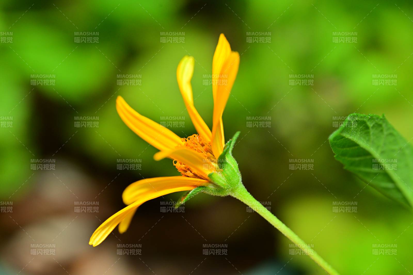 黄色小花在绿叶中绽放图片