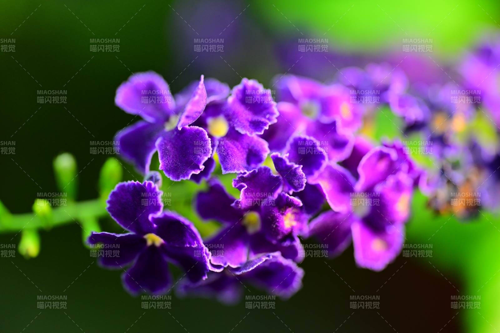 紫罗兰簇拥绽放图片
