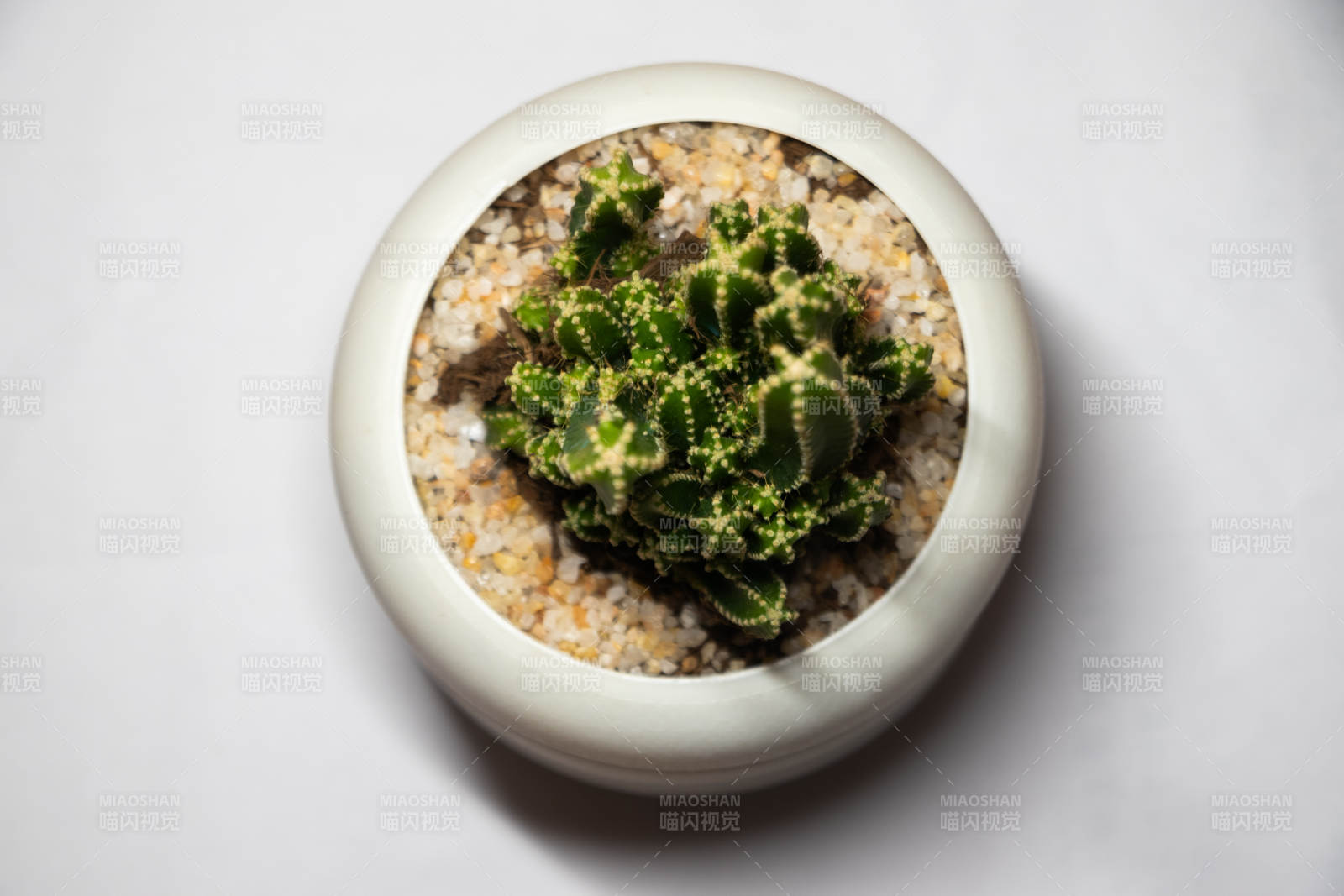 盆栽仙人掌多肉植物特写图片