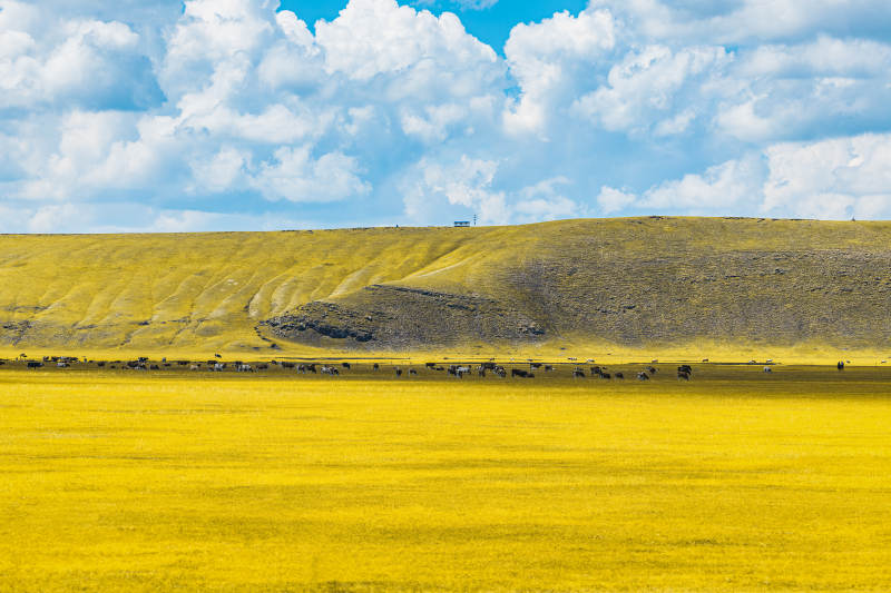 金黄草原上的宁静时光  莫尔格勒河图片