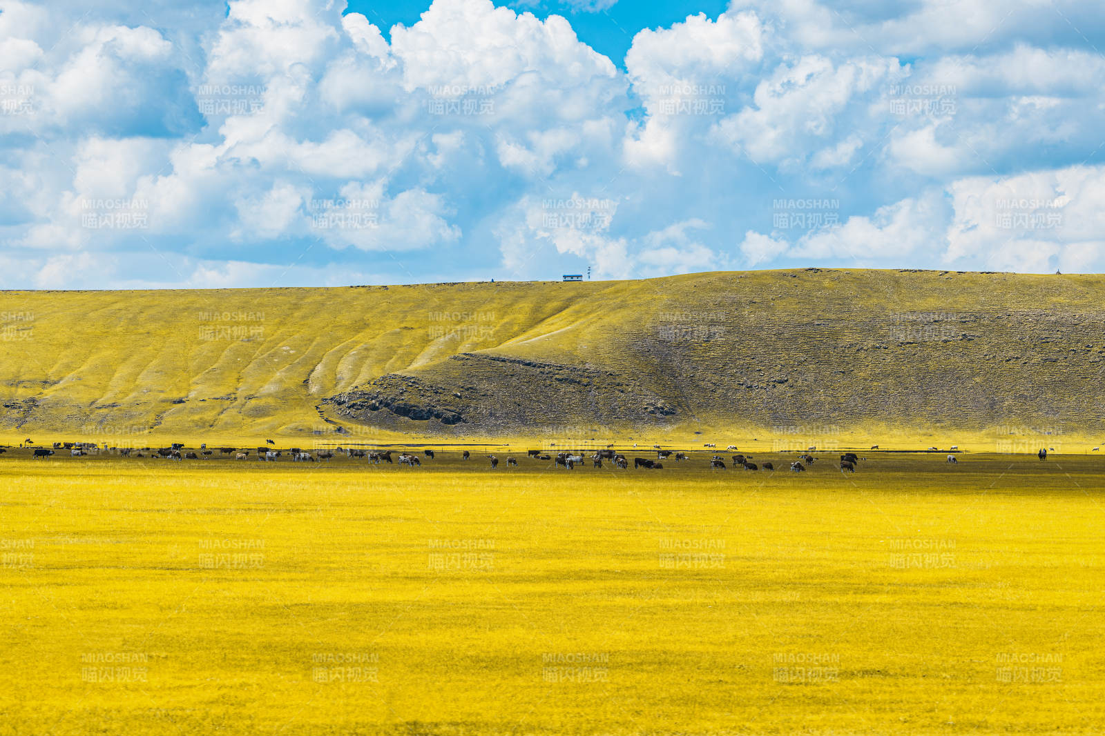 金黄草原上的宁静时光  莫尔格勒河图片