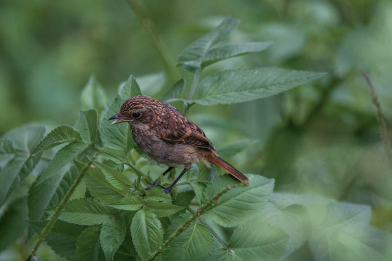 绿叶上的灰林䳭图片