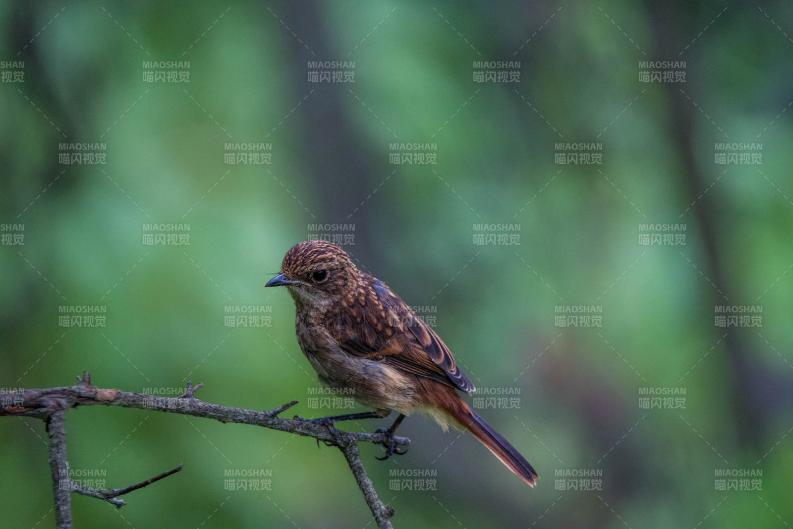 灰林䳭静栖枝头图片