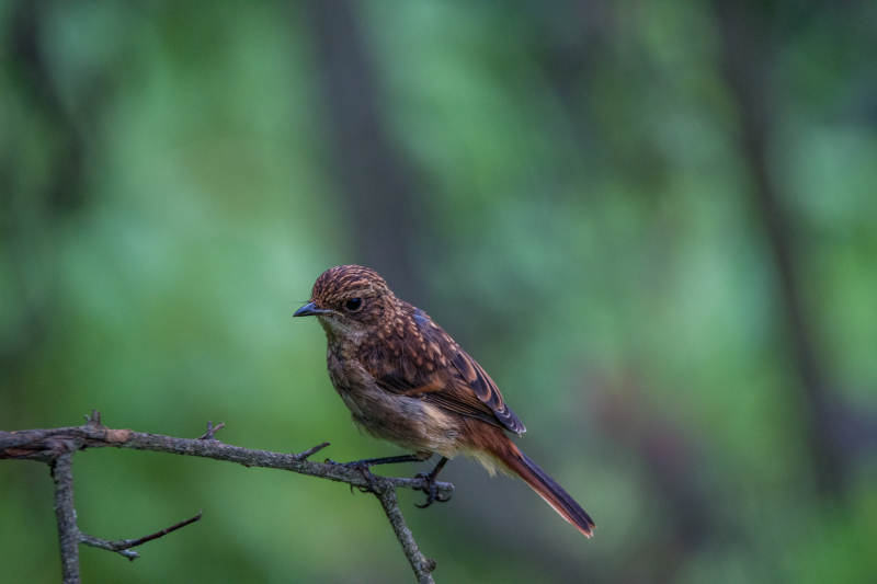 灰林䳭静栖枝头图片