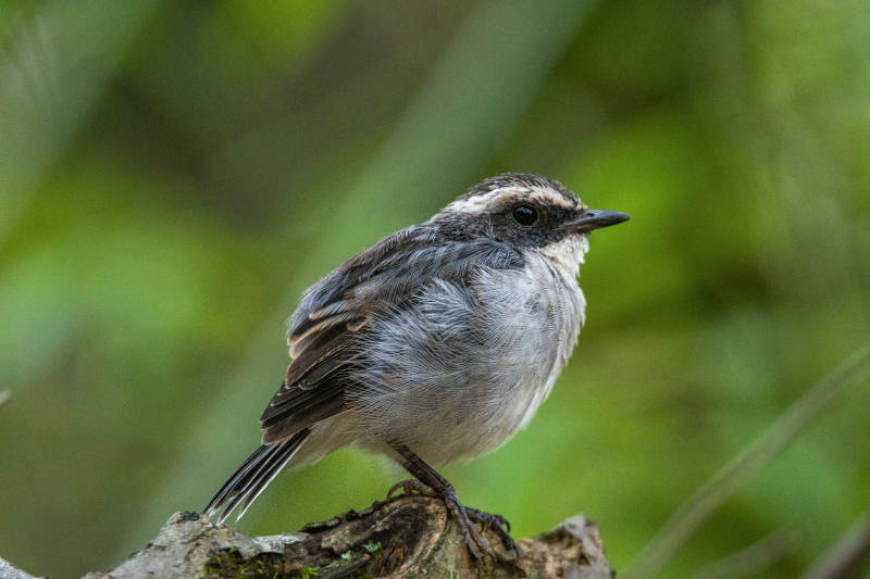灰林䳭静栖枝头图片