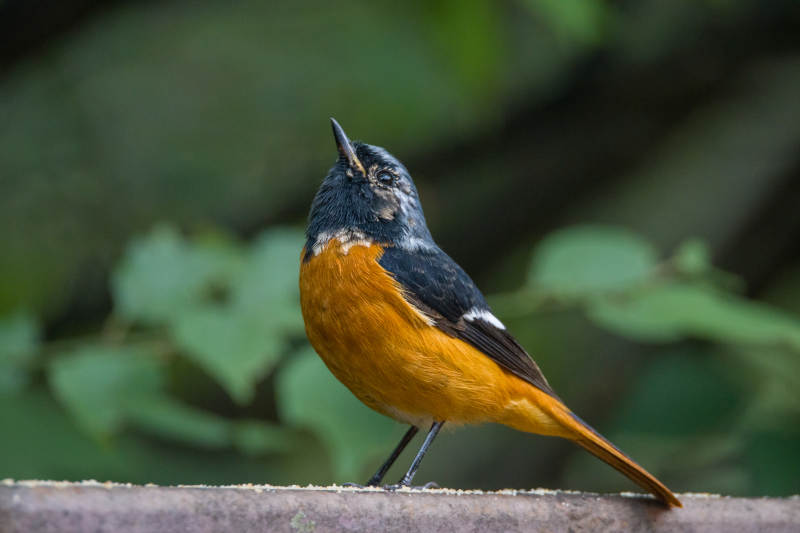 北红尾鸲栖息枝头图片