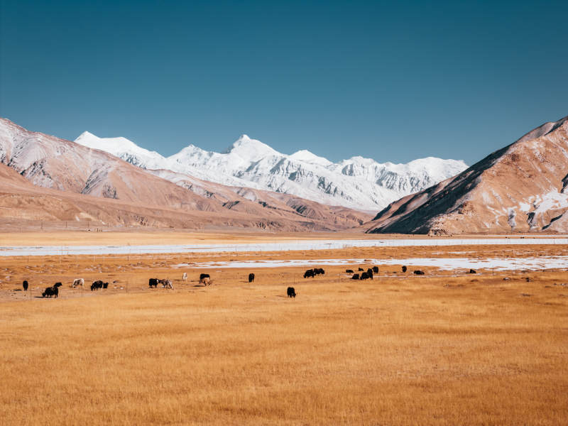 雪山下的草原牧歌图片