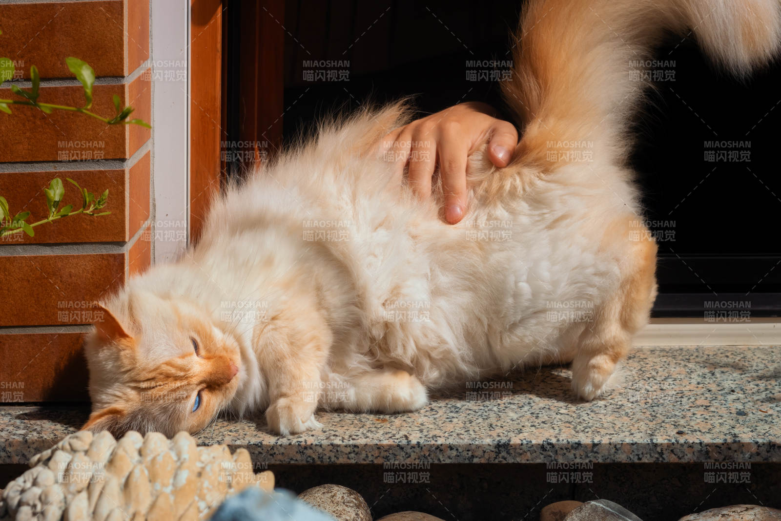 阳光下的猫咪享受抚摸图片