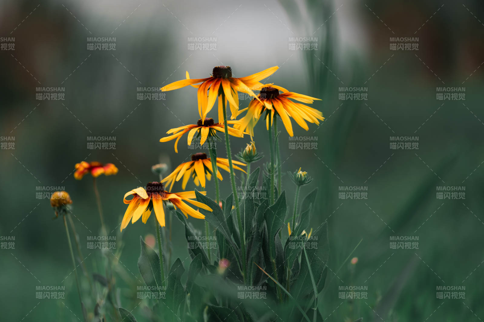 秋日黄花静谧绽放图片