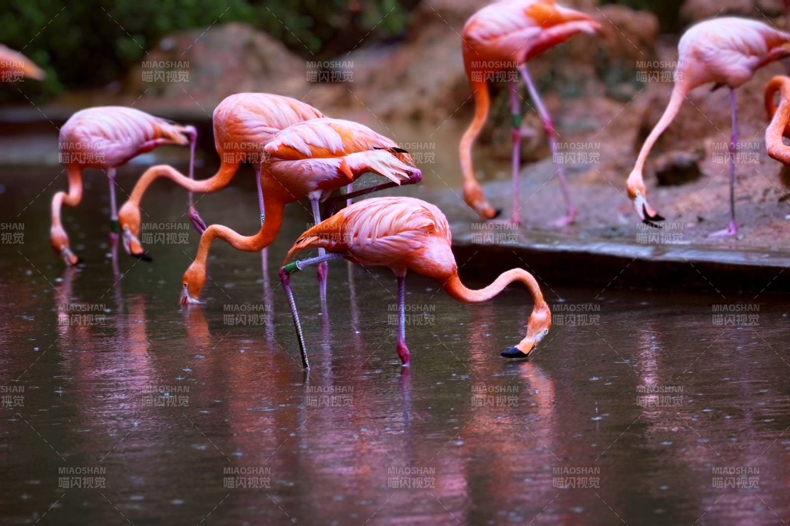 粉红火烈鸟水中觅食图片