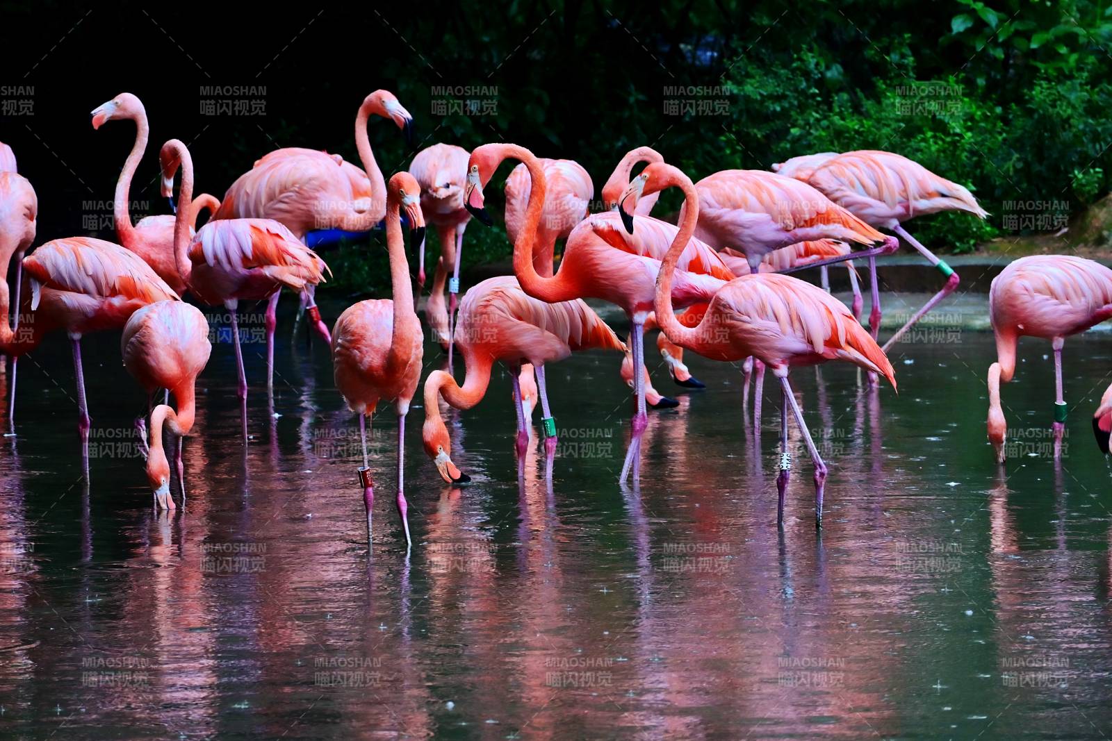粉红火烈鸟群栖水边图片