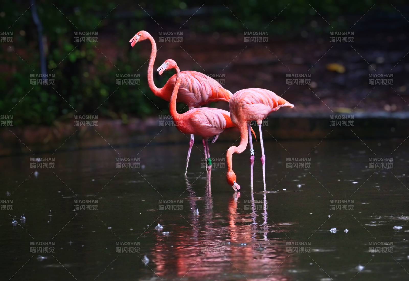 雨中粉红火烈鸟图片